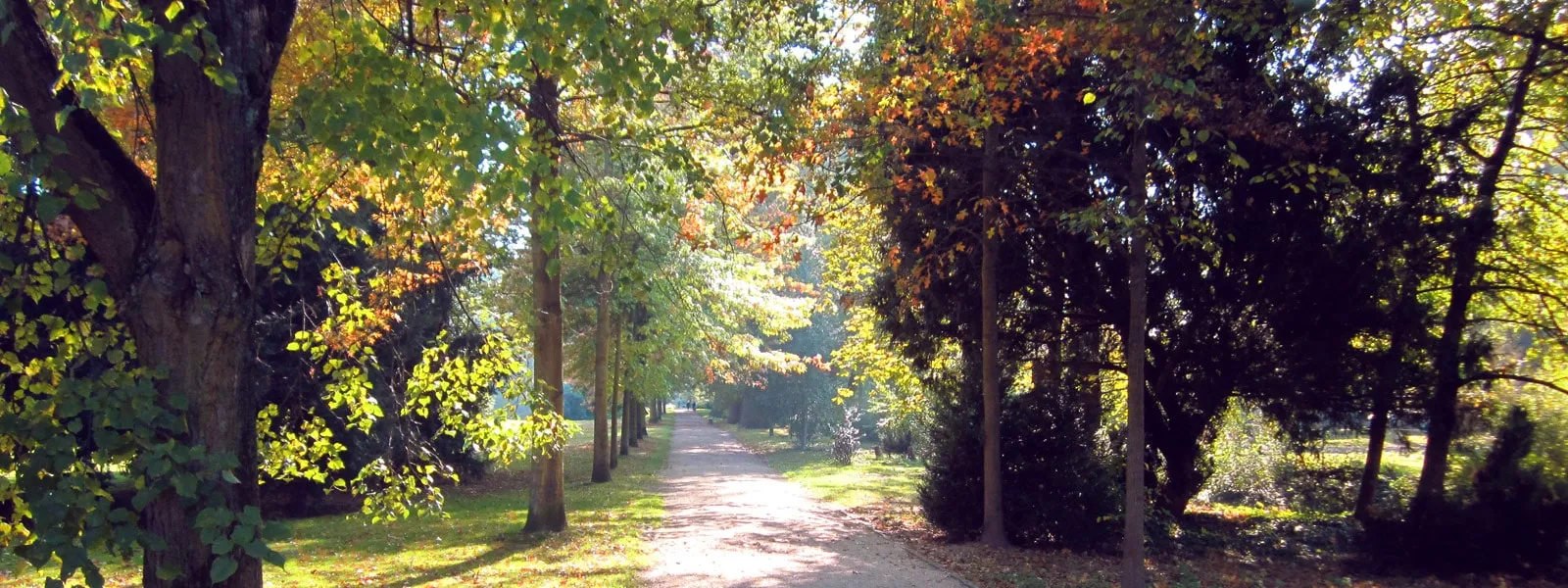 Baumallee im Herbst – Pietät Sehring, Bestattungen in Langen und Umgebung