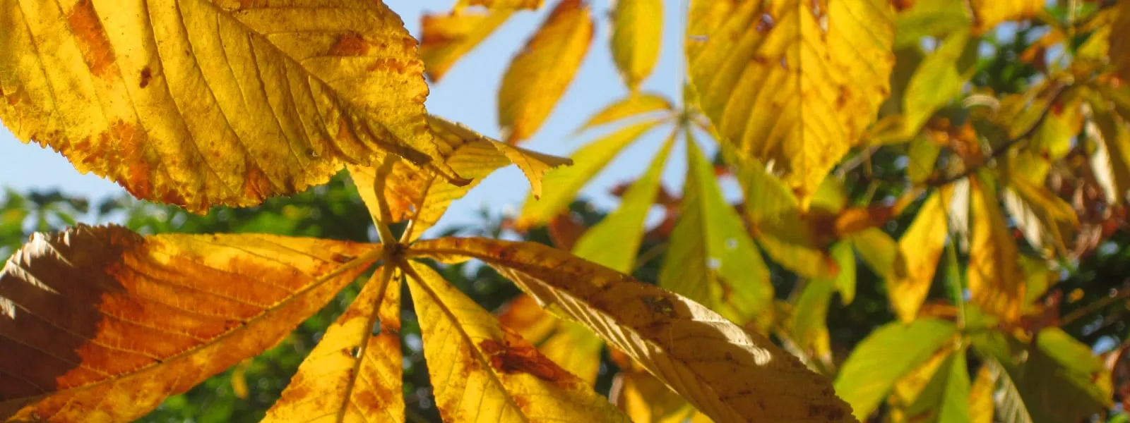 Herbstblätter im Sonnenlicht
